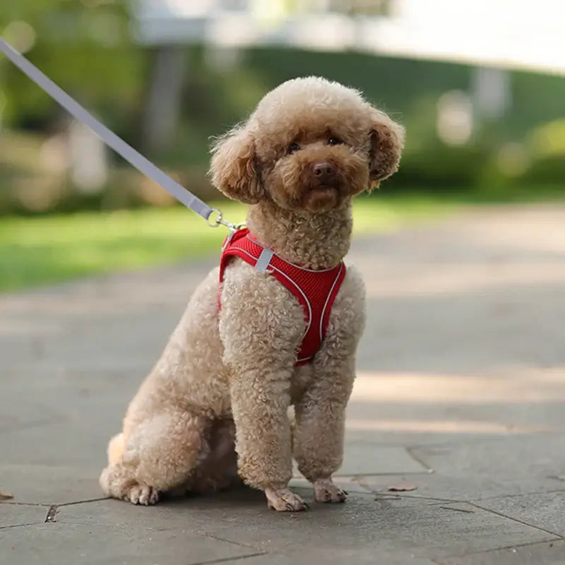 Adjustable Dog Harness & Leash Set - My Store